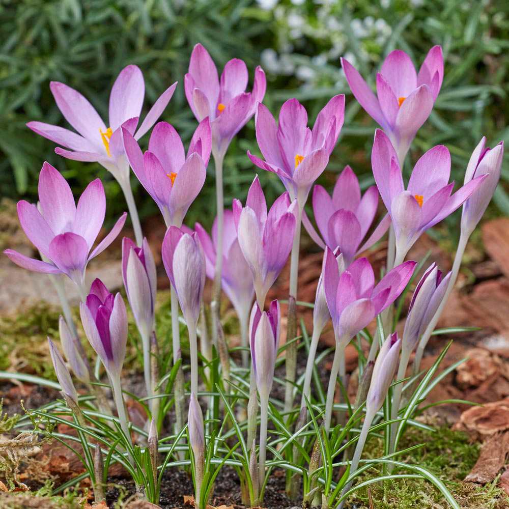 Branduse mov, roz sau alb (Crocus) - ghiveci cu 3 bulbi