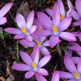 Branduse mov, roz sau alb (Crocus) - ghiveci cu 3 bulbi