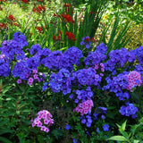 Brumarele Blue Paradise