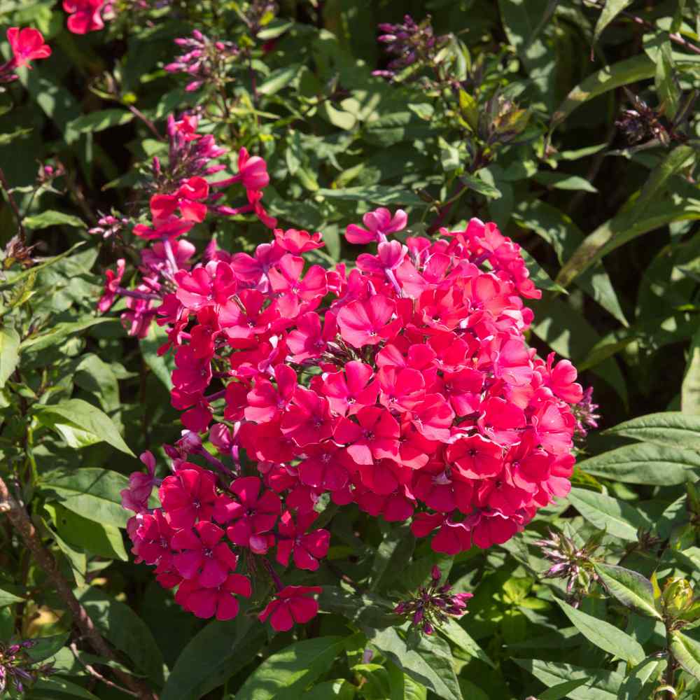 Brumarele Crimson Beauty