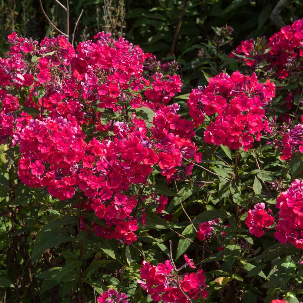 Brumarele Crimson Beauty