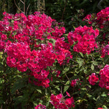 Brumarele Crimson Beauty