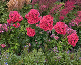 Brumarele Early Red