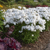 Brumarele Early White