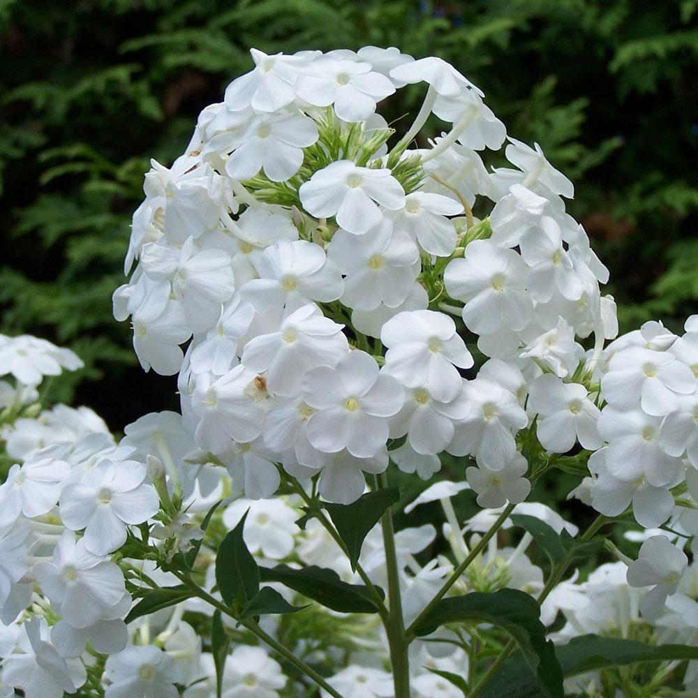 Brumarele Early White