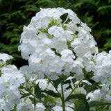 Brumarele Early White