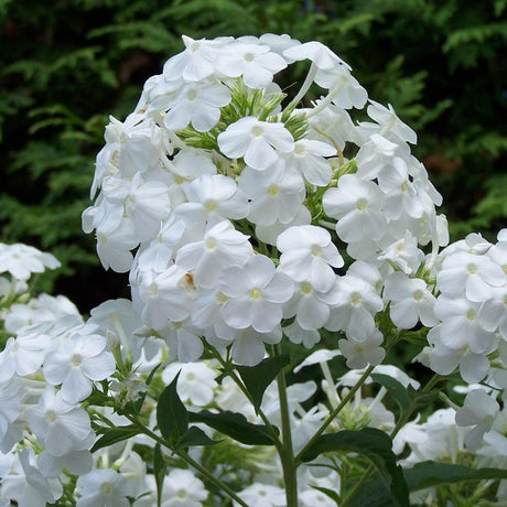 Brumarele Early White
