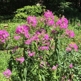 Brumarele Fabulous Rose