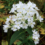 Brumarele Fujiyama