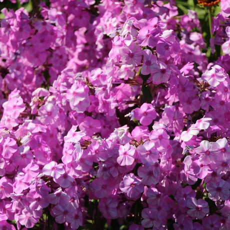 Brumarele Rosalinde