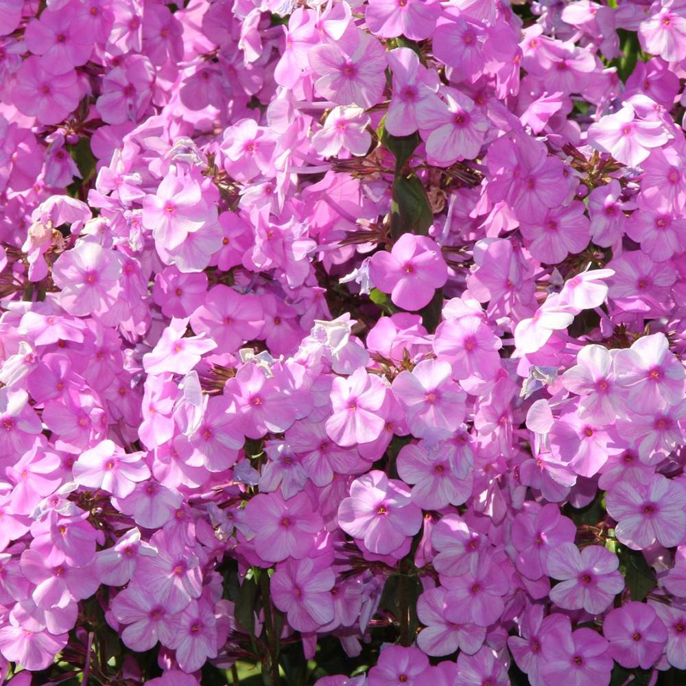 Brumarele Rosalinde