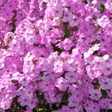 Brumarele Rosalinde