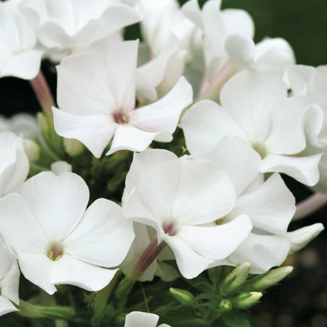 Brumarele White Flame