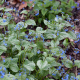 Crin de toamna Brunnera Silver Heart, cu flori albastre