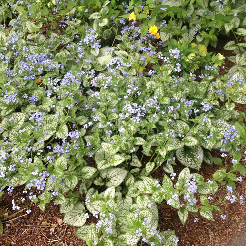 Crin de toamna Brunnera Silver Heart, cu flori albastre