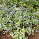 Crin de toamna Brunnera Silver Heart, cu flori albastre