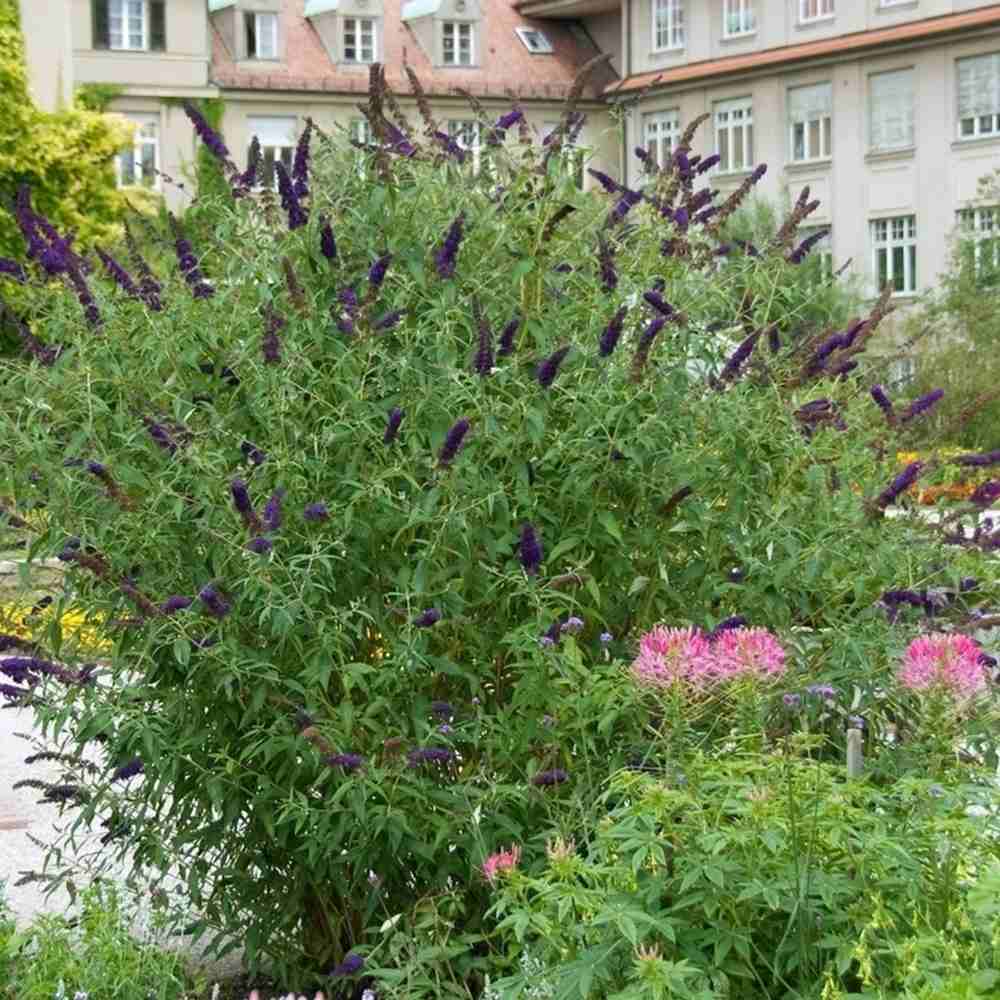 Liliac de Vara Black Knight (Buddleja), arbust decorativ cu flori violet-inchis foarte parfumate, crestere rapida, iubitor de soare