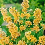 Лятен люляк златист Sungold (Buddleja), декоративен храст с обилни ароматни цветове в златисто-жълто