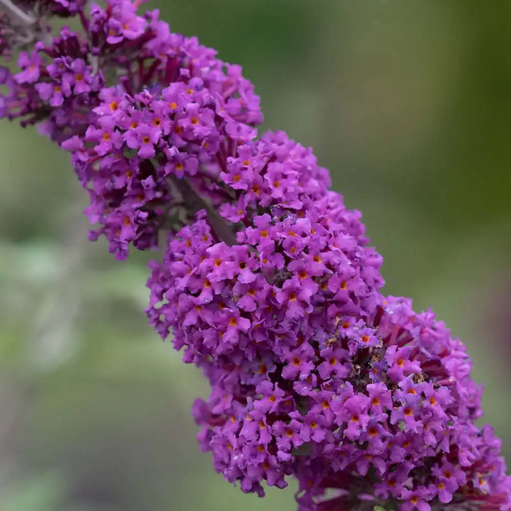 Liliac de Vara mov-violet Border Beauty (Buddleja), arbust ornamental cu flori parfumate si spectacol vizual impresionant