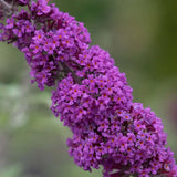 Liliac de Vara mov-violet Border Beauty (Buddleja), arbust ornamental cu flori parfumate si spectacol vizual impresionant