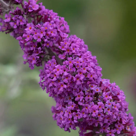 Liliac de Vara mov-violet Border Beauty (Buddleja), arbust ornamental cu flori parfumate si spectacol vizual impresionant