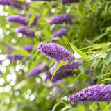 Liliac de Vara mov-violet Border Beauty (Buddleja), arbust ornamental cu flori parfumate si spectacol vizual impresionant