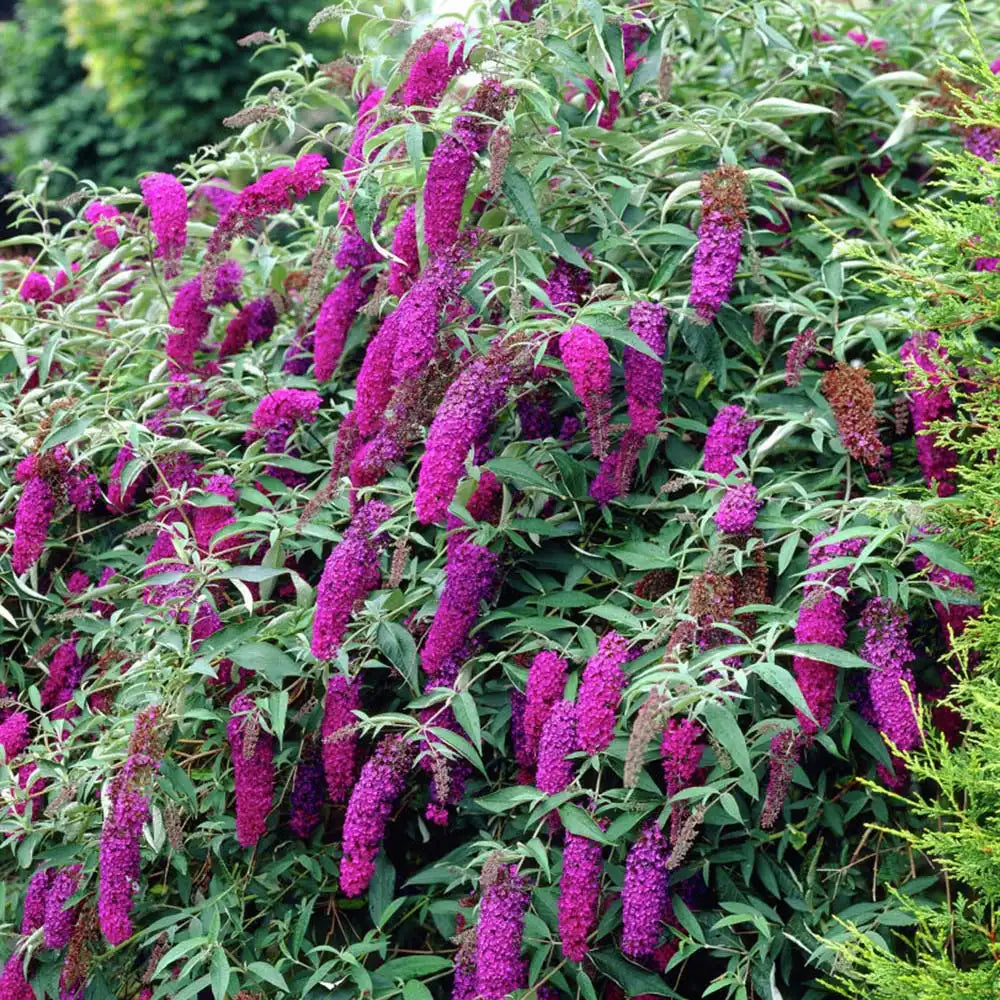 Liliac de Vara mov-violet Border Beauty (Buddleja), arbust ornamental cu flori parfumate si spectacol vizual impresionant