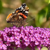 Liliac de Vara mov-violet Border Beauty (Buddleja), arbust ornamental cu flori parfumate si spectacol vizual impresionant