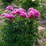 Bujor arbustiv nobil Dr. Alexander Fleming, cu flori roz