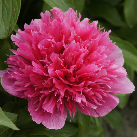 Bujor arbustiv nobil Rosea Plena, cu flori roz-plin