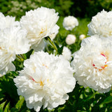 Bujor arbustiv nobil Shirley Temple, cu flori albe roz-pal si parfum intens