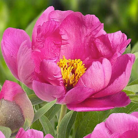 Bujor arbustiv Pink Ardour, cu flori roz aprins
