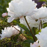 Bujor Nobil Duchesse de Nemours, cu flori alb-crem