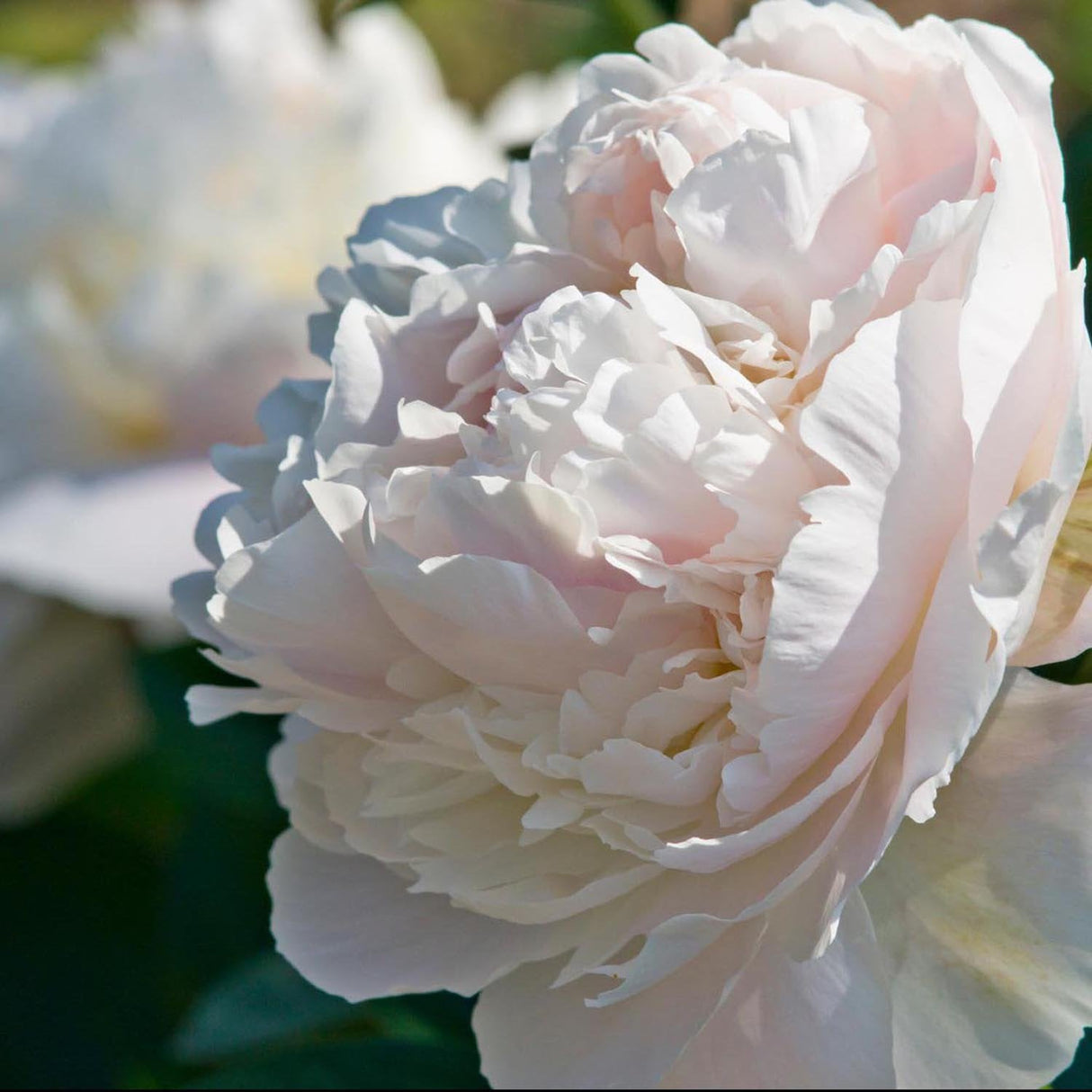 Bujor Nobil Duchesse de Nemours, cu flori alb-crem