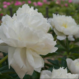 Bujor Nobil Duchesse de Nemours, cu flori alb-crem