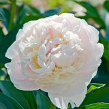 Bujor Nobil Duchesse de Nemours, cu flori alb-crem