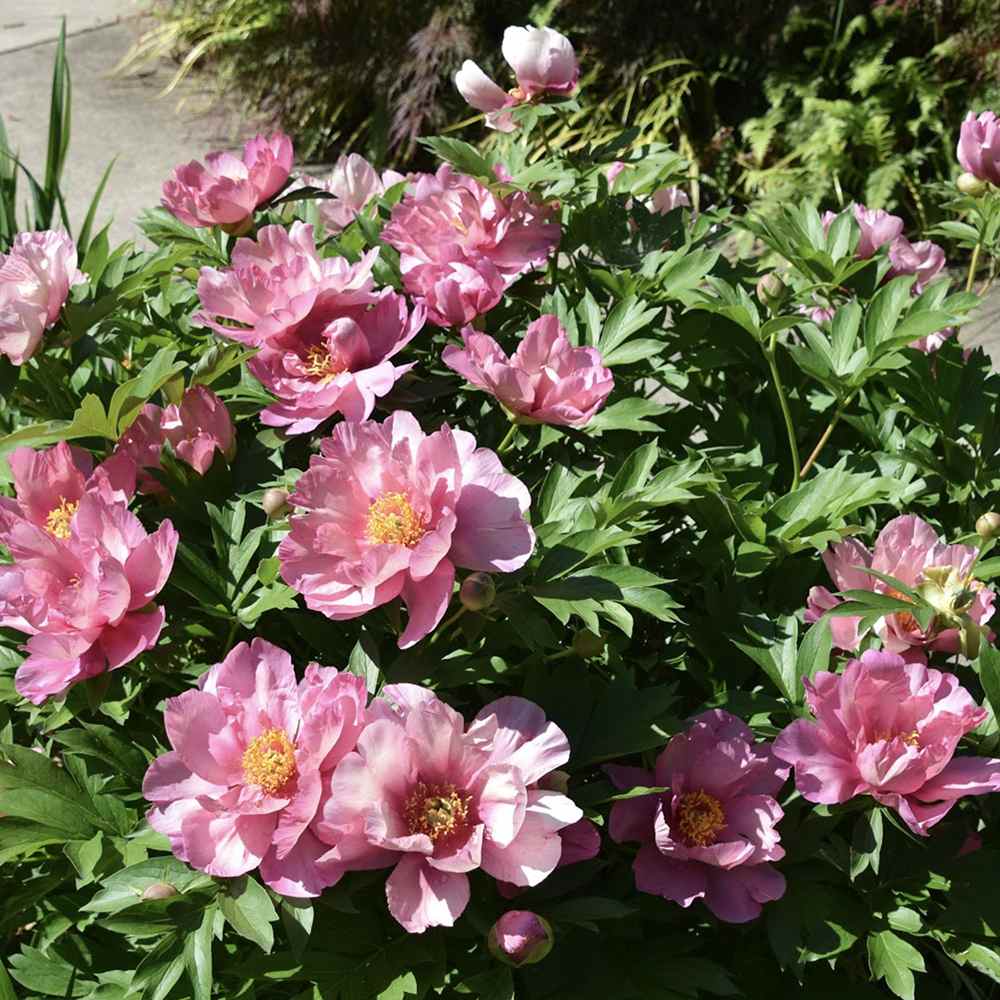 Bujor Hibrid Pink Double Dandy, cu flori roz-lavanda