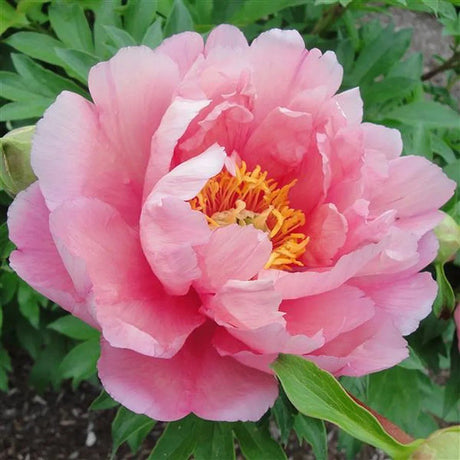 Bujor Hibrid Pink Double Dandy, cu flori roz-lavanda