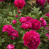 Bujor arbustiv nobil Karl Rosenfield, cu flori rosii-aprinse