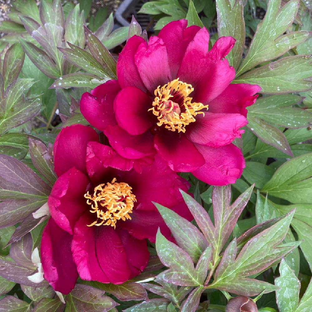 Bujor arbustiv Pink Ardour, cu flori roz aprins