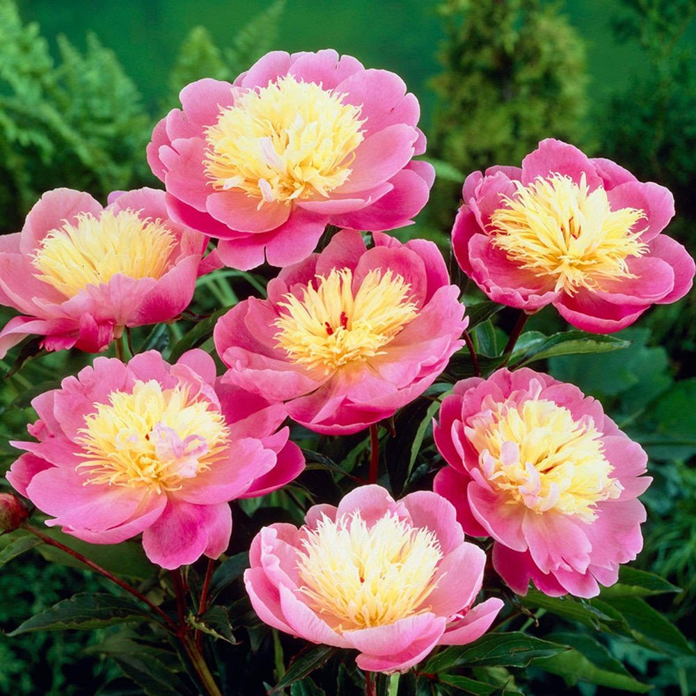 Bujor arbustiv nobil Bowl of Beauty, cu flori roz trandafiriu