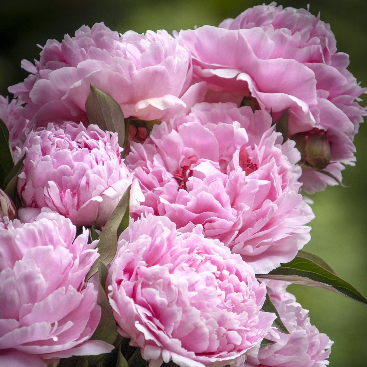 Bujor arbustiv nobil Sarah Bernhardt, cu flori roz si parfum puternic