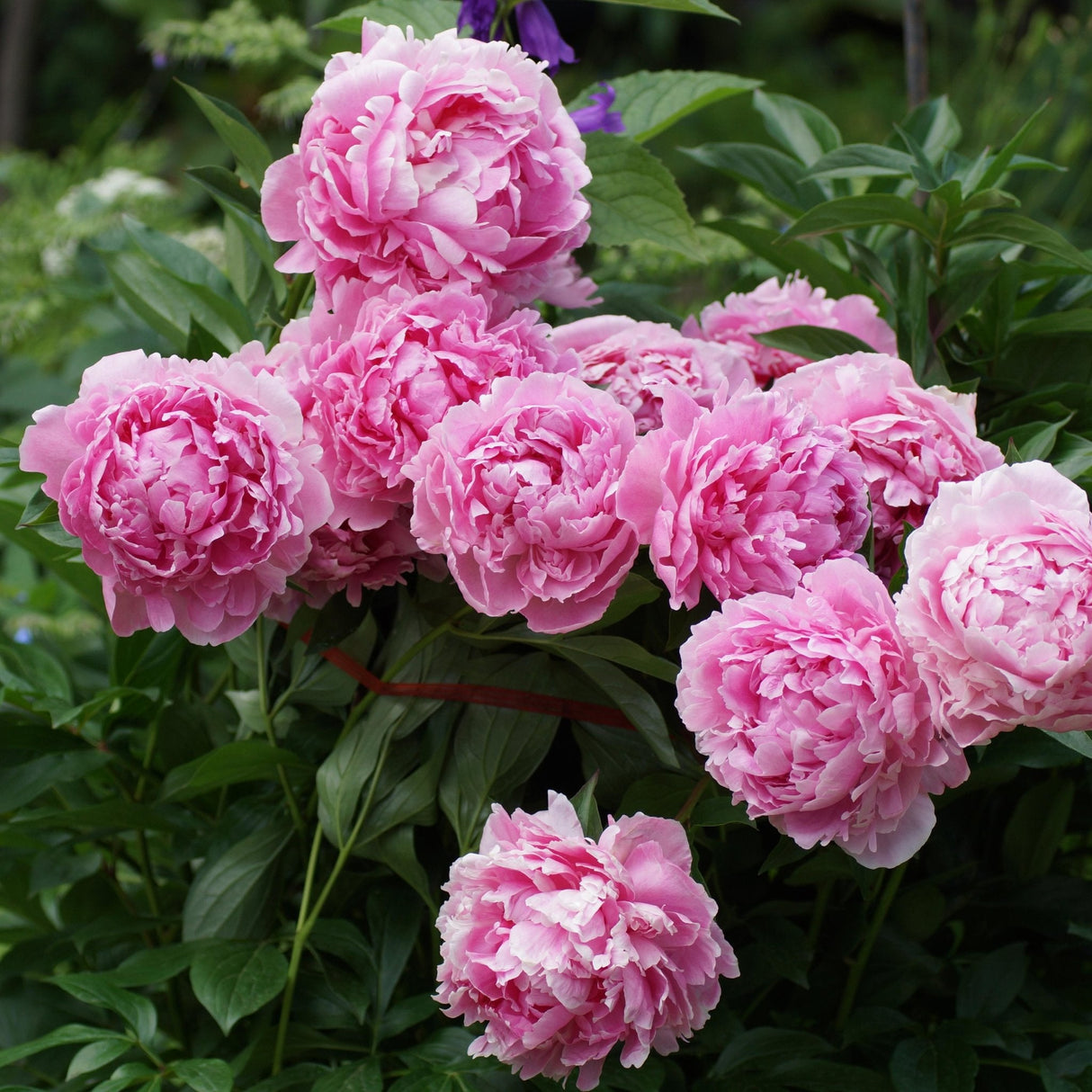 Bujor arbustiv nobil Sarah Bernhardt, cu flori roz si parfum puternic