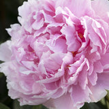 Bujor arbustiv nobil Sarah Bernhardt, cu flori roz si parfum puternic