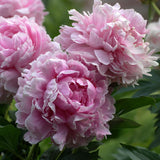 Bujor arbustiv nobil Sarah Bernhardt, cu flori roz si parfum puternic