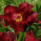 Bujor Hibrid Itoh Scarlet Heaven, cu flori rosu-inchis