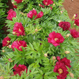 Bujor Hibrid Itoh Scarlet Heaven, cu flori rosu-inchis