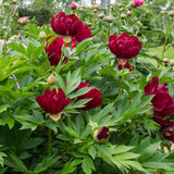 Bujor Hibrid Itoh Scarlet Heaven, cu flori rosu-inchis