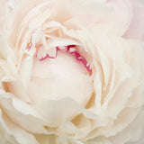 Bujor arbustiv nobil Shirley Temple, cu flori albe roz-pal si parfum intens