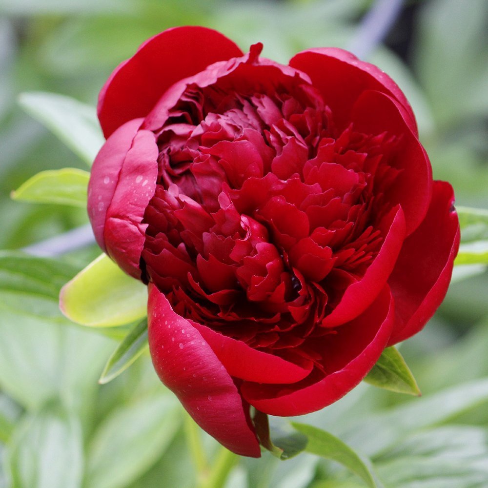 Bujor arbustiv nobil Red Magic, cu flori rosii